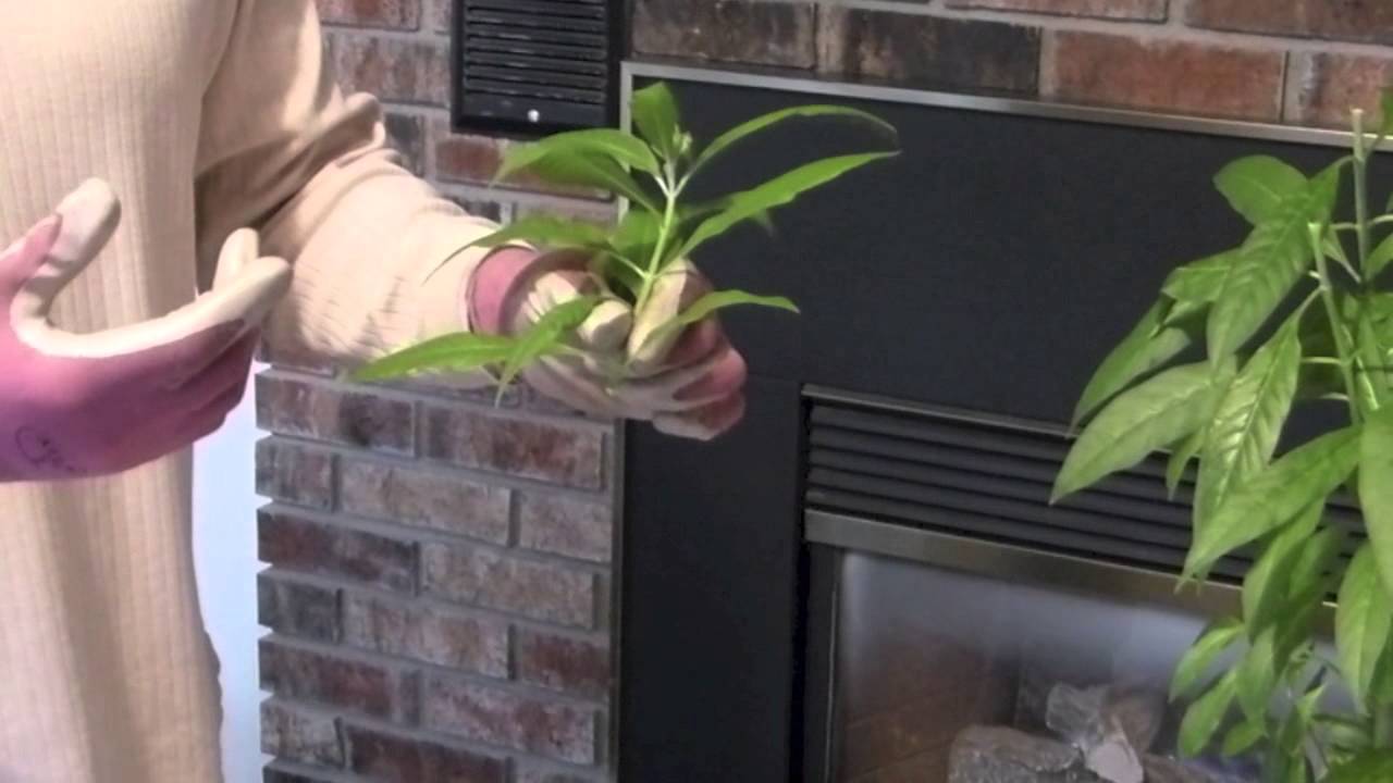 Tropical Milkweed Cuttings Monarch Butterfly Garden Youtube