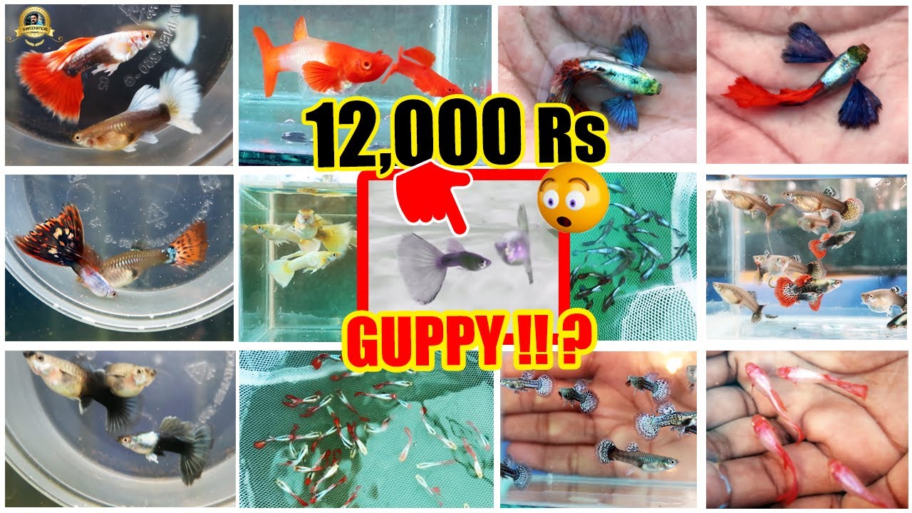 😲12, 000 രൂപയുടെ ഗപ്പിയോ !! ? | 130 ൽ പരം ഗപ്പികളുമായി ഇതാ ഒരു കിടിലൻ ഗപ്പി ഫാം ! | Deva guppy farm🔥