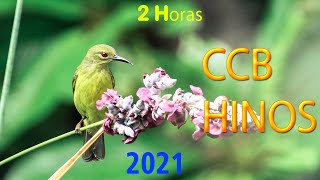 HINOS CCB 2021🍂 CONGREGAÇÃO CRISTÃ NO BRASIL MELHORES 🍂HINOS CCB CANTADOS