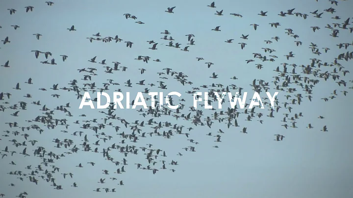 Adriatic Flyway - The Central European Route for Migratory Birds - DayDayNews