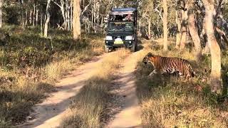 Tiger sighting at Bandipur National Park