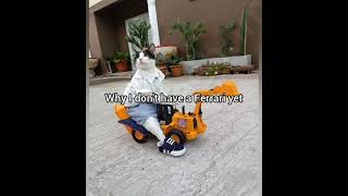 The reason I don't have a Ferrari #georgieebom #catmemes #catfunny