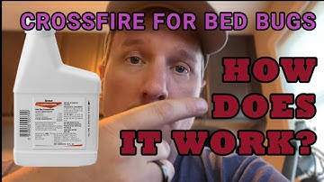 What To Expect when Treating For Bed Bugs