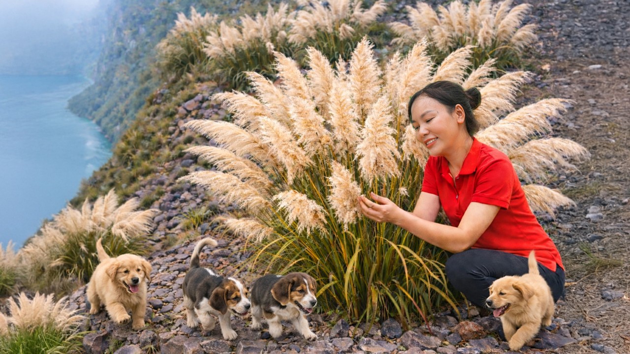 [TIMELAPSE] - 120 Days Harvesting Many Reed on the Rocky Mountain To Sell,Rescuing Abandoned Puppies