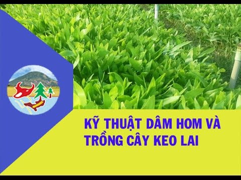 Video: Cách Giâm hom Keo: Mẹo Nhân giống Giâm hom Keo