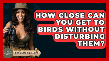 How Close Can You Get To Birds Without Disturbing Them? - Bird Watching Diaries