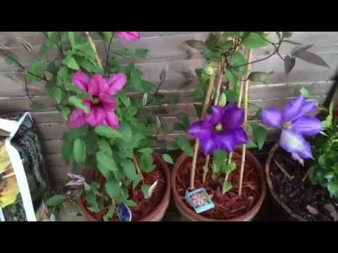 Video: Pertanyaan Umum Tentang Clematis