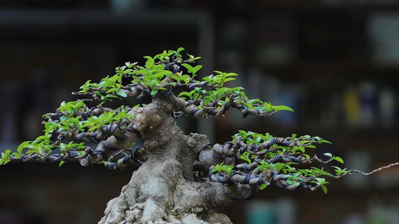 Deretan inspirasi bonsai anting putri 