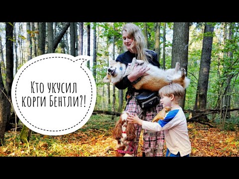 Видео: Корги Бентли в поисках приключений в осеннем лесу! // привет, сентябрь! День 30