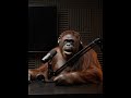 BIEN TRAVIESO MI COMPA EL ORANGUTAN #locuracapuchina #podcastia #podcast