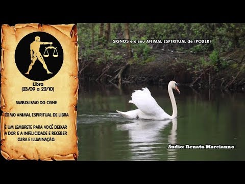 Libra e Seu Animal Espiritual Cisne - YouTube