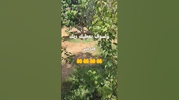 ولسوف يعطيك ربك فترضى#صلوا_على_النبي #القرآن_الكريم #قران_كريم #سورة_الضحى #فارس_عباد