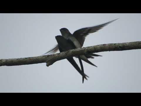 Swiftlets mating