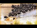 WAR FOR THE WILDLANDS - The Crown Hangs by a Thread (Full Episode) | Nature Animal Documentary