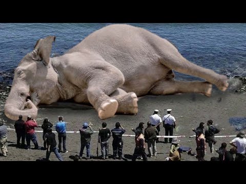 Видео: Какой слон больше?