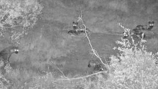 Wild Dogs and Hyena plus hippo 24/6/26