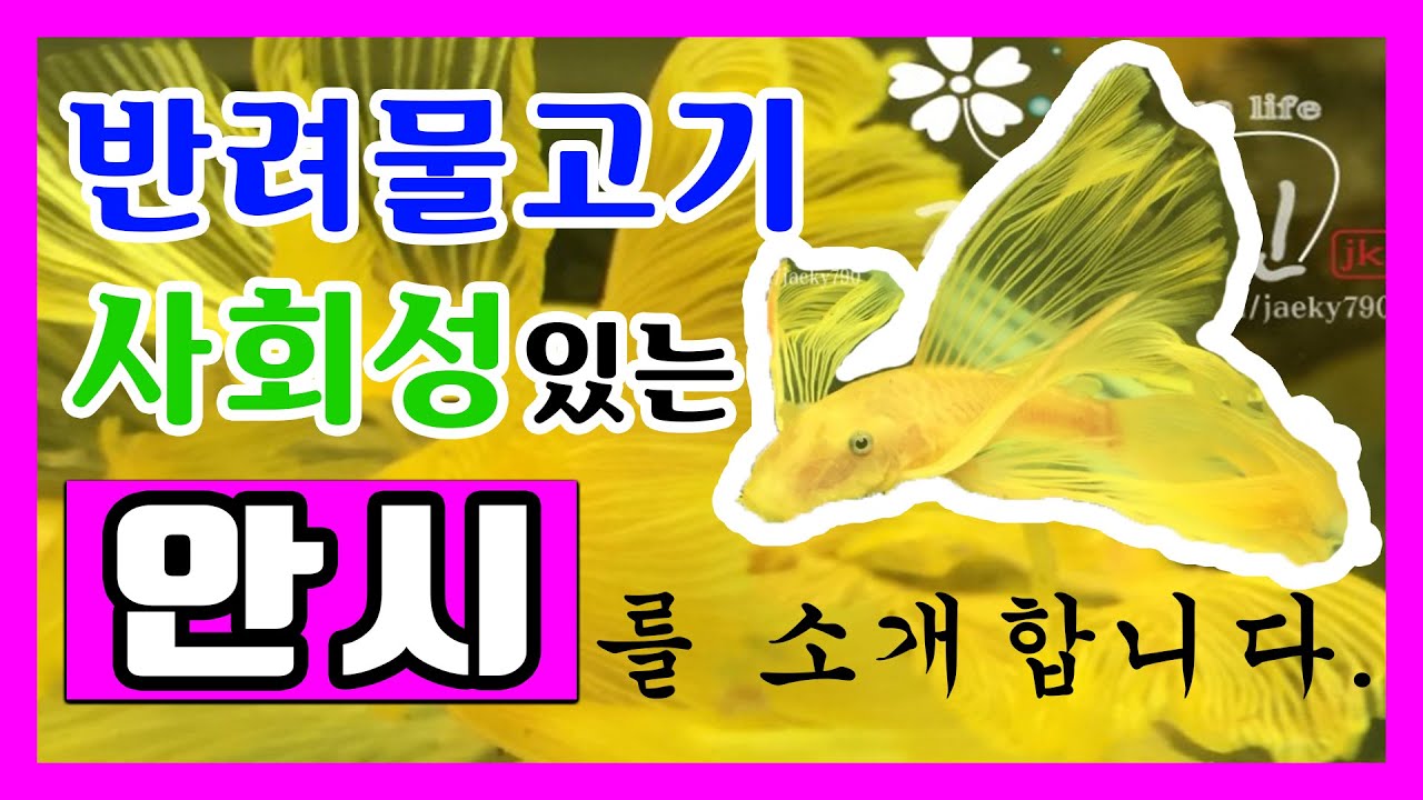 "반려 물고기" & "물속의 공작새" 라 불리는 "안시롱핀 알아보기"ㅣ열대어박사ㅣ