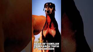 PRIDE OF TAMILAN TAMILNADU TOP10 DOG BREEDS #shorts #shortsfeed #shortvideo #short #rajapalayam