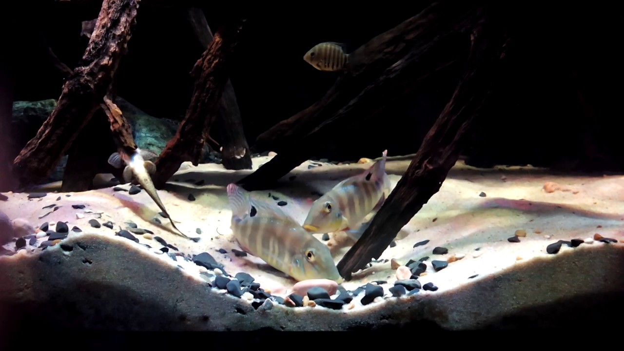 Retroculus xinguensis 8/11/2016