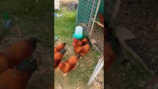 New Hampshire chickens❤️ #shorts #ytshorts #trending #youtubeshorts #newhampshire