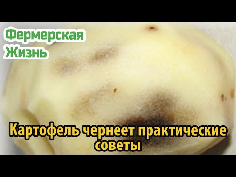 Картофель чернеет практические советы