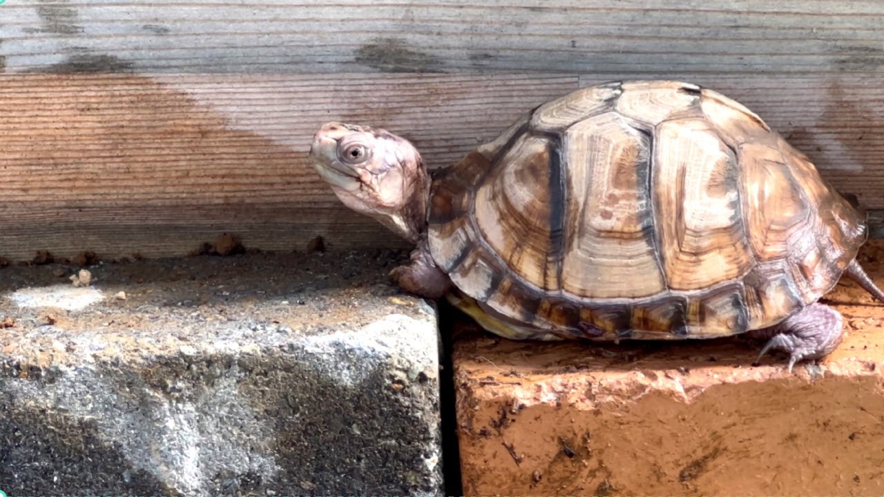 絶滅危惧種の亀をベランダで大繁殖させますよ💓