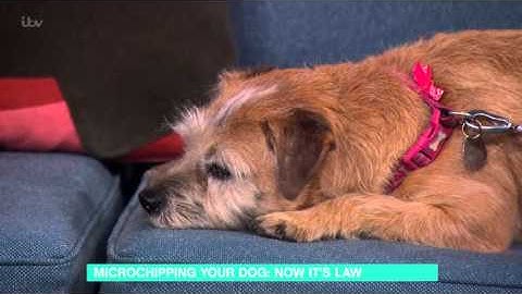 Why You Should Get Your Pet Microchipped | This Morning