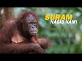 Dampak IKN Nusantara Bagi SATWA & HUTAN Kalimantan | Редкие птицы