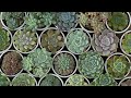 466 [Coming Soon] A lot of cute succulents have been born. Many of