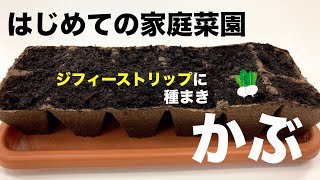 かぶの種まき　そのまま土に植えられるジフィーストリップを使った家庭菜園（種まき〜発芽まで）