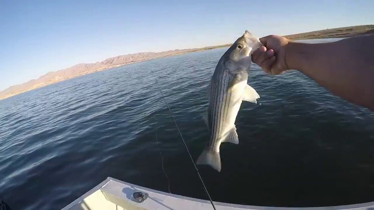 Lake Mead Striper Fishing 09/16 Las Vegas YouTube