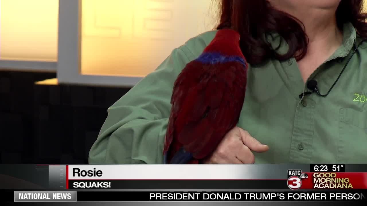 Zoosiana- Fun in Your Own Backyard