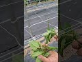 3년차 고추농부