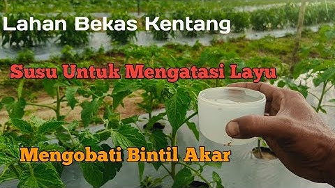 Mencegah Layu,,,, Atasi Bintil Akar/Parasit pd Tanaman