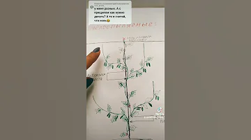 как формировать огурцы? отличие пчелоопыляемых и партенокарпических огурцов