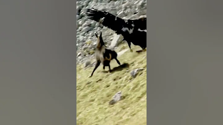 金雕猎食山羊 山羊能否躲过一劫【跟着图尔去旅行】 - 天天要闻