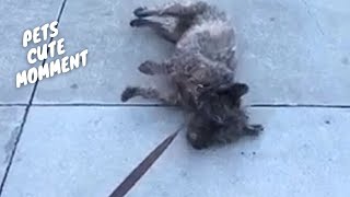 Pet Fails & Funnies! The Ultimate Compilation of Animal Antics! by PETASTIC 297 views 3 weeks ago 12 minutes, 47 seconds