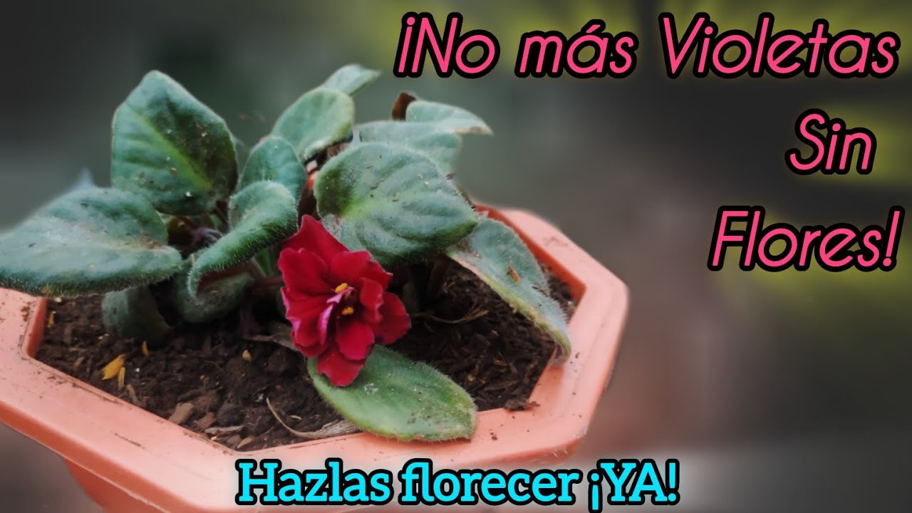¿Tus Violetas Africanas No Florecen? ¡Descubre el Secreto!