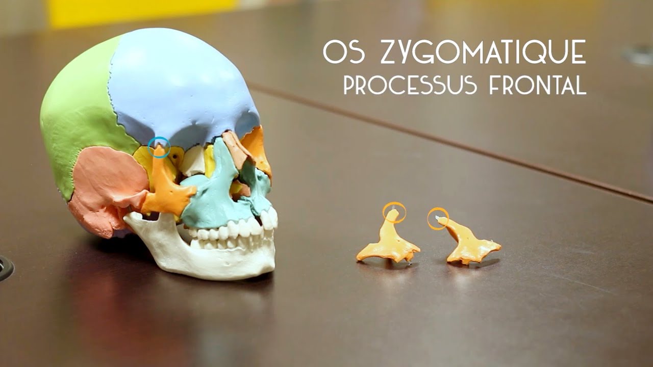 Anatomie tête et cou : les os de la face