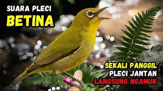 Download Lagu Pleci Betina Birahi Memanggil Jantan Cocok Buat Pancingan Agar Pleci Buka Paruh MP3