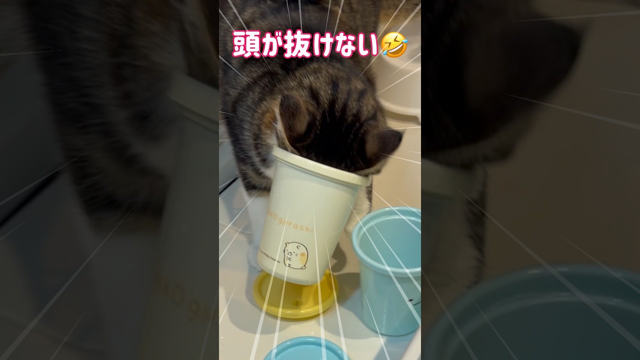 慎重派なのに頭が抜けないステラちゃん😂