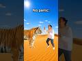 No panic😱🐅 IB: @Sig.slouma #funny #shorts