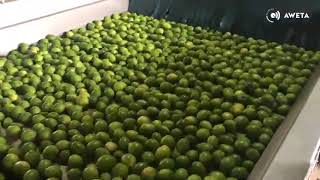 AWETA   Lime Sorting Packing line