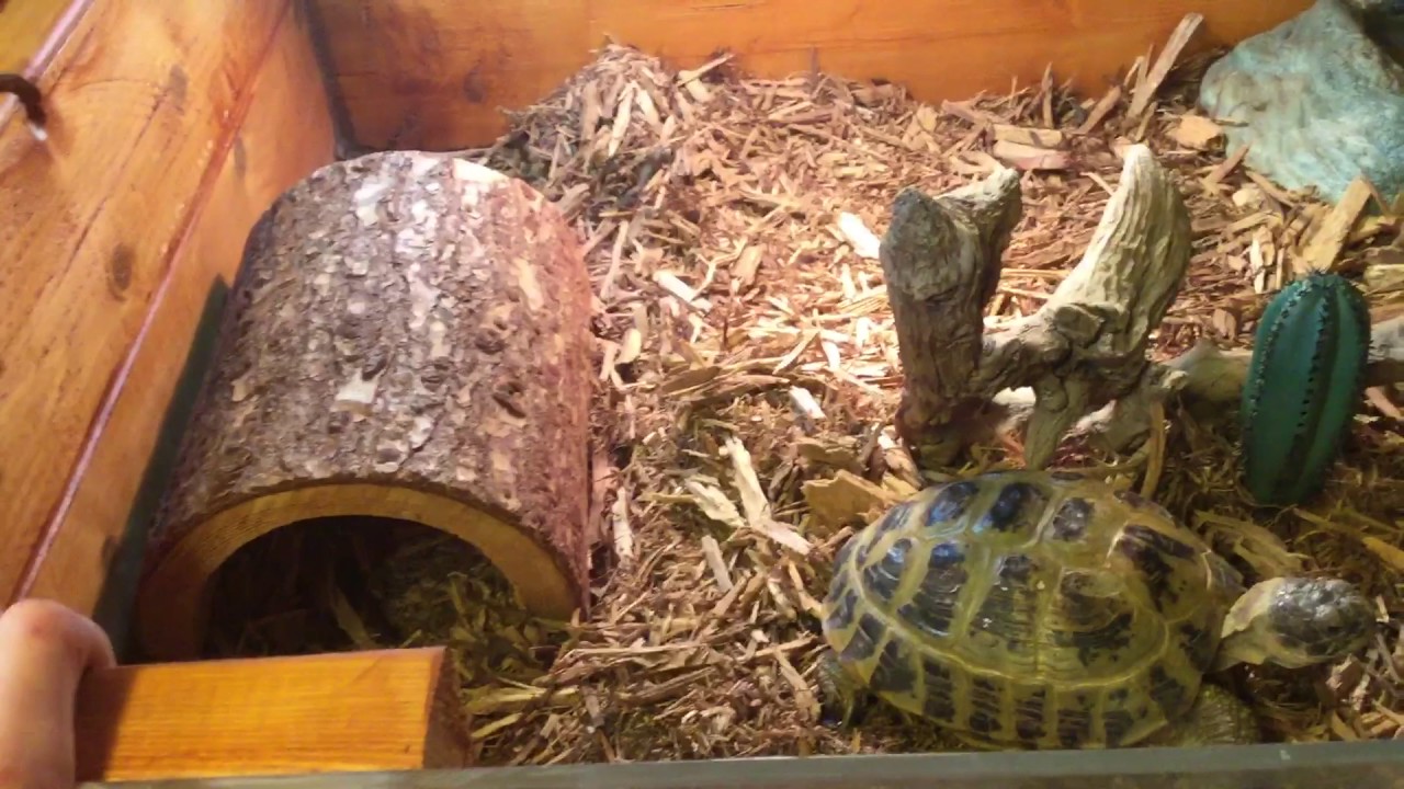 New Reptile Show Pickup!