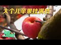 公开大个苹果的秘密！很多果农都忽略了“疏果”的重要性！一条视频讲清楚科学高效的果树管理方法！|「田园帮帮团」20231114