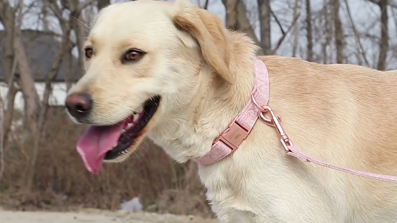 Personalized Premium Dog Collar & Leash set with poop bag