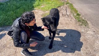 I Met Big Back Dog by Roadside and I Couldn’t Pass by