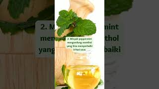 7 Manfaat Daun Mint Bagi Kesehatan ?peppermint