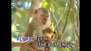 Fly, Fly, Fly The Erfly