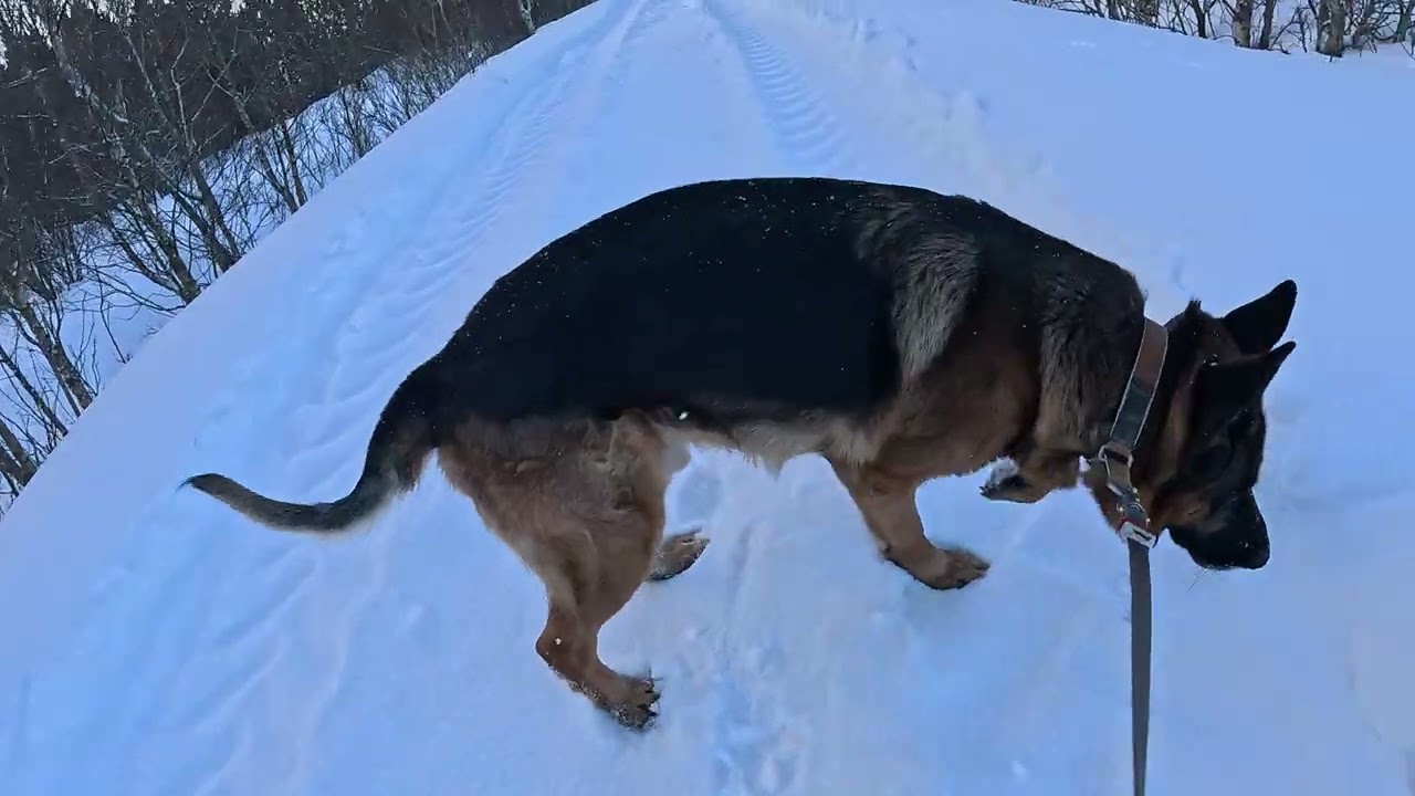 German shepherd on walkin in deep snow.  Eros på tur.22.02.2026. welcome to winter land. -1 degrees